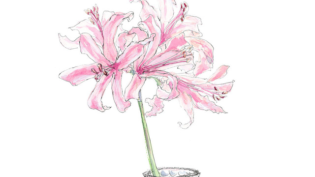 10月5日の花 ダイヤモンドリリー 花の表面が宝石のように輝く希少な花 Antenna アンテナ