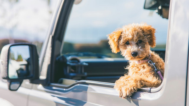 フレーメン反応ってなに 犬がニオイを嗅いでフリーズする理由 Antenna アンテナ