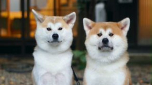 ジャック ラッセル テリア 寝起き おやつ探しグランプリ かわいい犬まとめ動画 犬 いぬ イッヌ ワンコ ワンちゃん Dog どうぶつ 子犬 かわいい Antenna アンテナ