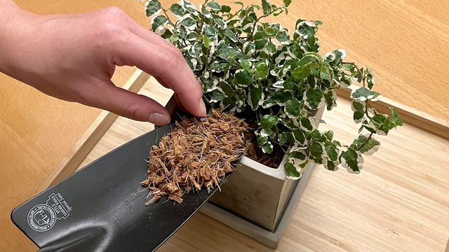 部屋で植物を育てるときには 土の代用チップ が大正解だった コバエや根腐れ問題からも解消されそうだな Antenna アンテナ