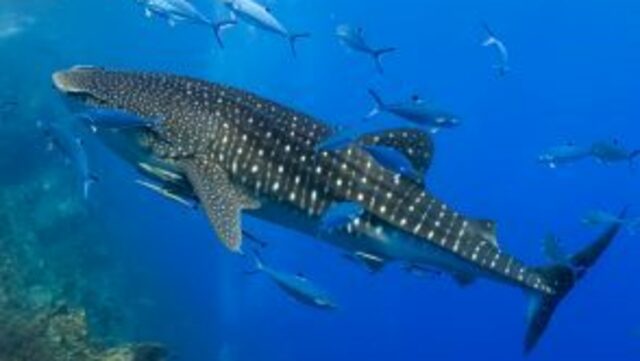 夢占い 蝶々が夢に出てくる意味とは まとわりつく 家に入ってくるなど夢の意味をパターン別にご紹介 Antenna アンテナ