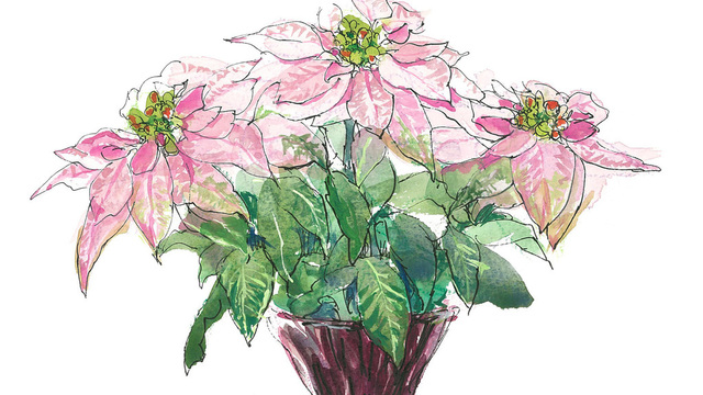 7月27日の花 ブプレリウム 爽やかな緑色 花言葉は初めてのキス Antenna アンテナ