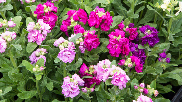 マーガレットの花言葉 別れを意味する怖い意味もある 色や本数の違いも解説 Antenna アンテナ