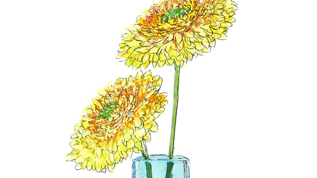 マーガレットの花言葉 別れを意味する怖い意味もある 色や本数の違いも解説 Antenna アンテナ