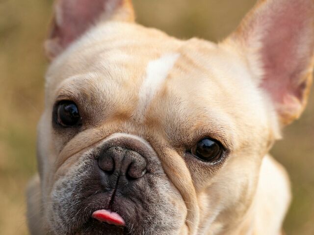 【犬種クイズ】ユニークな外見がかわいい！ 「川口春奈」や「草なぎ剛」も飼っている人気の犬種は？ antenna[アンテナ]