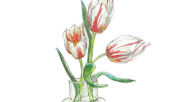 マーガレットの花言葉 別れを意味する怖い意味もある 色や本数の違いも解説 Antenna アンテナ