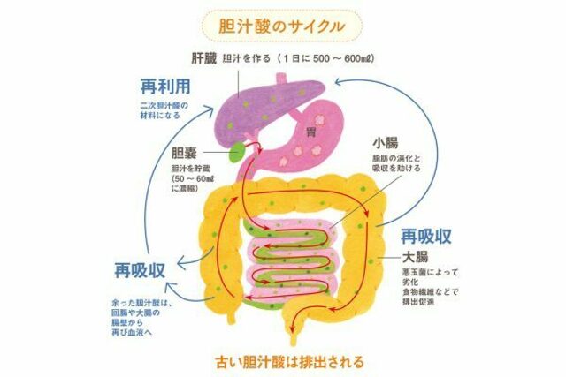 胆汁を生成する臓器は何ですか?