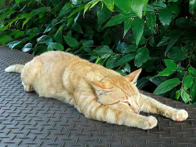 野良にゃんこたちも涼を求めて ひんやりスポットで避暑 佐々木まことの