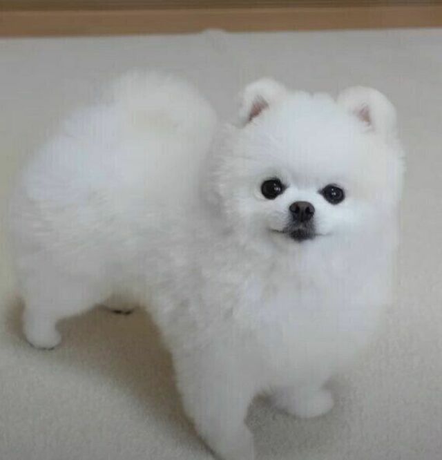 ポメラニアン白チビちゃんは携帯にストラップ❣️ 案じる