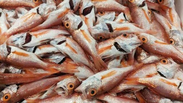 ｢魚が獲れない日本｣漁師の減少が原因ではない訳 antenna[アンテナ]