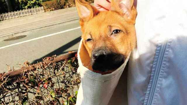 困り顔”の新しい家族。保護犬「福」を迎えて ｜妻が余命宣告されたとき