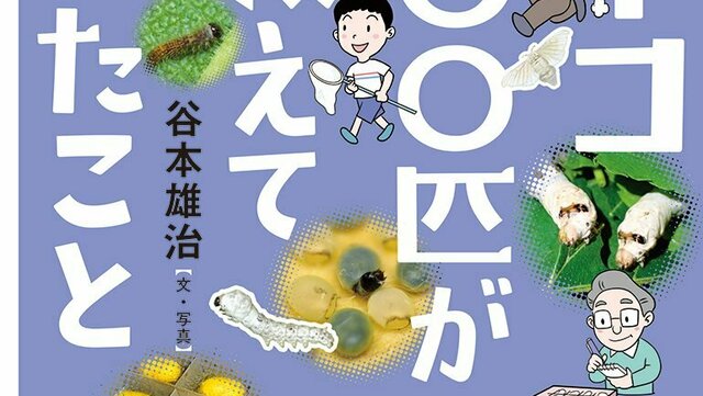 生き物のふしぎな世界を観察しよう。文研出版より『カイコ1000匹が教え