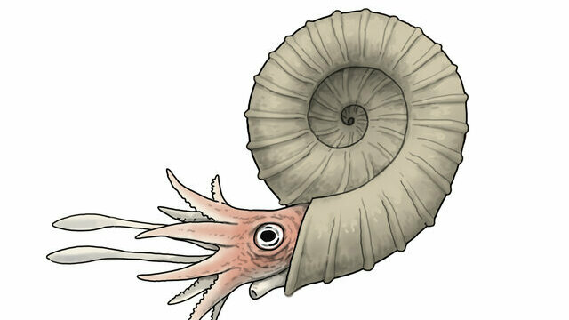 絶滅した古生物はどうやって復元するの？ アンモナイトが現在の復元図 