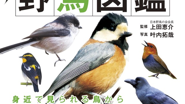 1日2分で脳が若返る！ 野鳥のまちがい探し「メジロ」 | antenna[アンテナ]