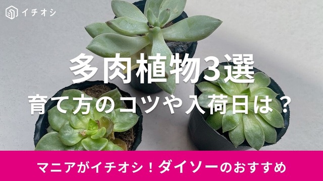 韓国生まれのかわいい多肉植物専用ポットを日本に届けたい | antenna[アンテナ]