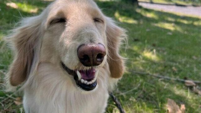 犬が吐くサインとは？ 犬が吐く前兆と吐いた後の対応を獣医師に聞いた | antenna[アンテナ]