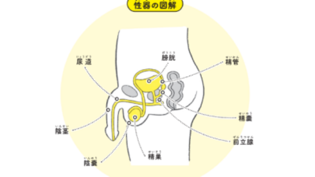 勃つってなにが起きているの？性器の図解と射精の仕組み【12歳までに知っておきたい男の子のためのおうちでできる性教育】 | antenna[アンテナ]