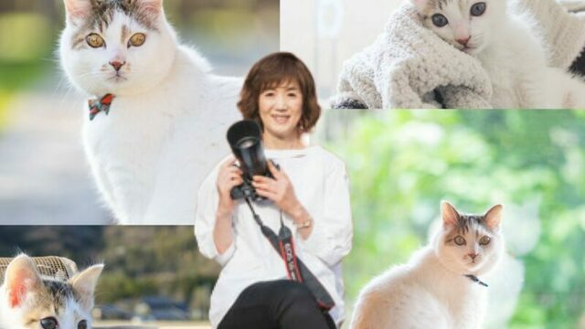 体操選手の偶然の猫 着地はきまるのか？ ピンと足を伸ばす猫が見せた「金メダル級」のグルーミング | antenna[アンテナ]