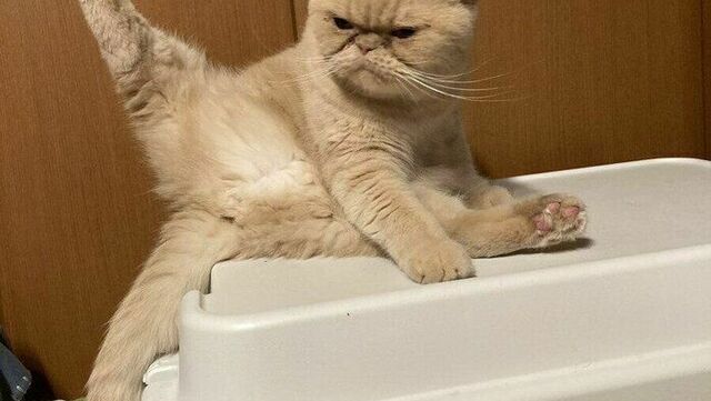 体操選手の偶然の猫 着地はきまるのか？ ピンと足を伸ばす猫が見せた「金メダル級」のグルーミング | antenna[アンテナ]