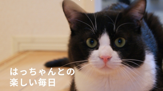 最も優遇 うちの猫の写真集が出版できる！うちのこ写真集シリーズ1冊目 ぬいぐるみ