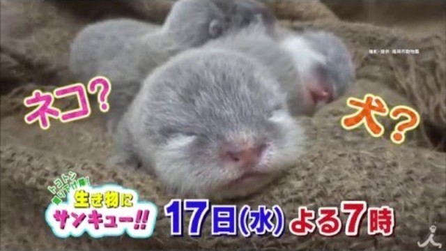 幸せな気持ちにしてくれる動物の赤ちゃん大集合 2 17 水 生き物にサンキュー Tbs Antenna アンテナ