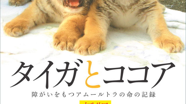 タイガとココア 障がいをもつアムールトラの命の記録　初版　帯付き タイガとココア 障がいをもつアムールトラの命の記録 - メルカリ