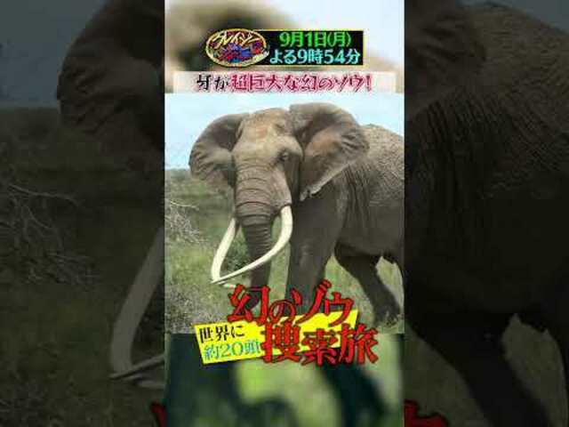 世界に20頭！巨大な牙を持つ幻のゾウを追う!!『#クレイジー