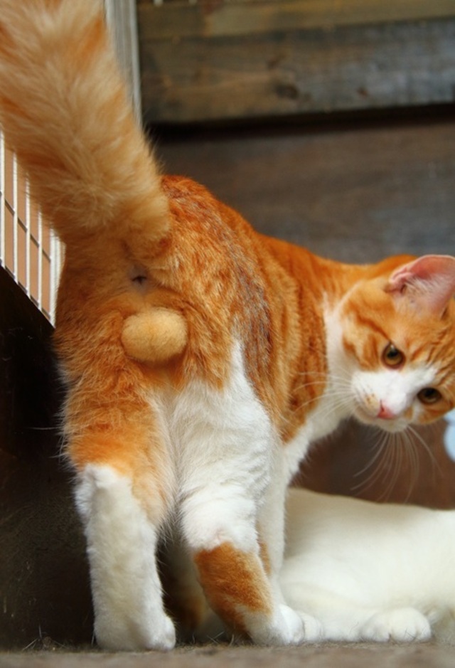 にゃんたま様 71A046y2uJL._AC_UF350,