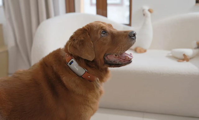 AI犬語翻訳スマート首輪「Mibuddy」が日本初上陸。2026年夏にクラウドファンディング開始 | antenna[アンテナ]