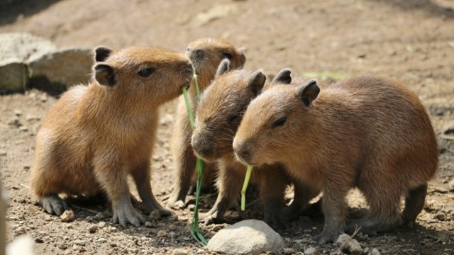 伊豆シャボテン公園にカピバラの赤ちゃんが誕生 Antenna アンテナ