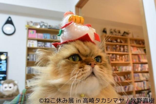 しょんぼり顔の人気猫 ふーちゃん の正月コスプレも 大人気の ねこ休み展 この冬も続々新展開 Antenna アンテナ