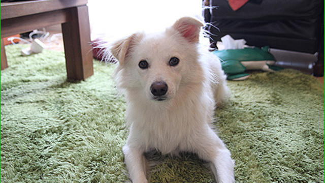 愛犬ブログが人気を博した 穴澤賢の犬のはなし Antenna アンテナ