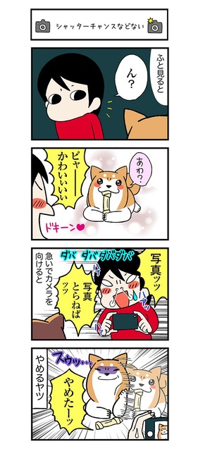 連載 ドヤ顔柴犬どんぐり 第2回 シャッターチャンスなどない Antenna アンテナ