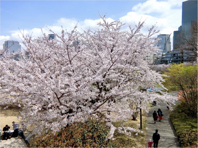 可愛いフォトスポットも 六本木 東京ミッドタウンでお花見してきました Antenna アンテナ