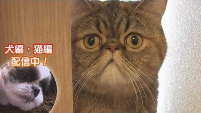 オトナ女子 のブサ猫 ちくわ の写真集が出た そのモフモフな素顔 Antenna アンテナ