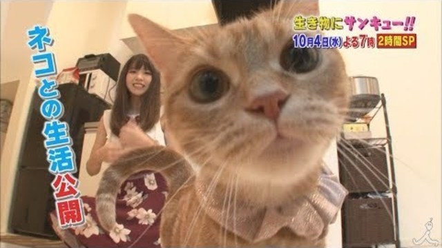 肉球パンチにメロメロ アメトーーク で猫大好き芸人 Antenna アンテナ