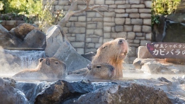 萌え 温泉に浸かる赤ちゃんカピバラが超かわいい 元祖カピバラの露天風呂 開催 Antenna アンテナ