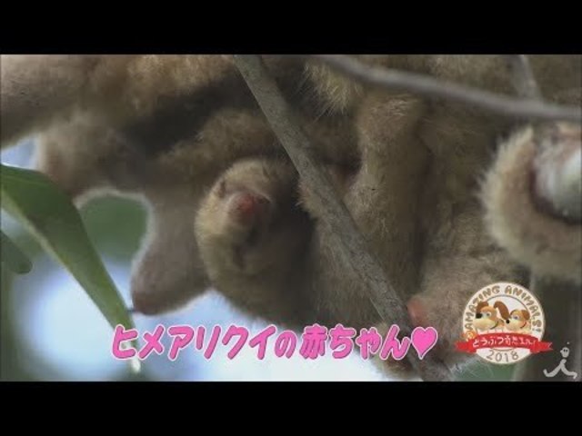 動物の赤ちゃん 強いんだぞ やる気満々 ヒメアリクイ 1 7 日 新どうぶつ奇想天外 18 Tbs Antenna アンテナ