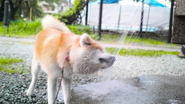 秋田県 秋田県大館市 秋田犬ののちゃん 日記 第４回 お盆と大館 北秋田芸術祭web公開 コロカルニュース Antenna アンテナ