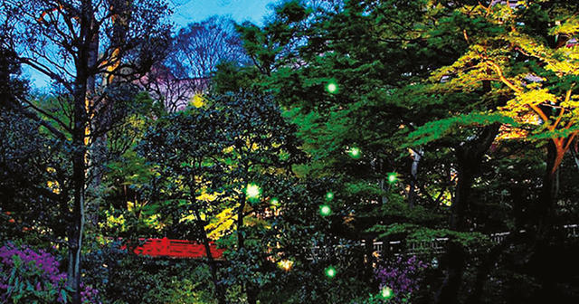 東京のホテルでホタル 椿山荘の人気イベント ほたるの夕べ が今年も開催 Antenna アンテナ