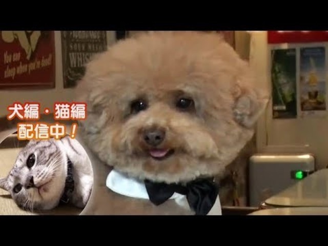 どうぶつピース かわいい大図鑑 犬編 56 浅草で話題 しておねだり犬 他 Antenna アンテナ