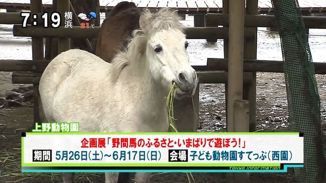 上野動物園で 日本一小さい馬 野間馬 の企画展を開催 Antenna アンテナ