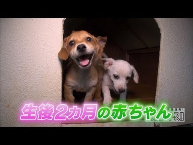 超かわいい映像連発 どうぶつピース 配信オリジナル 超貴重 激かわ 日本犬の赤ちゃんアーカイブ Antenna アンテナ