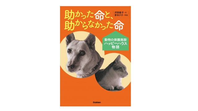 保護犬の預かりボランティアをペットロスから救った 1頭のモップ犬 Antenna アンテナ