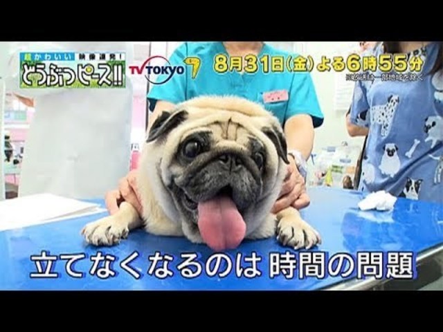 超かわいい映像連発 どうぶつピース 真夏のぽっちゃり犬ダイエットｓｐ Antenna アンテナ