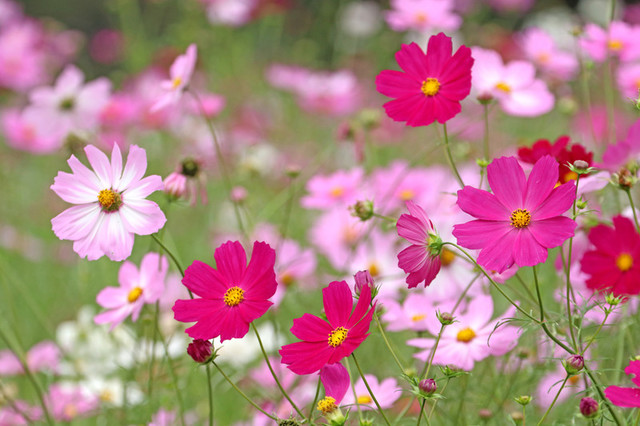 コスモス 秋桜 の花言葉 色別の意味 由来 誕生花 Antenna アンテナ