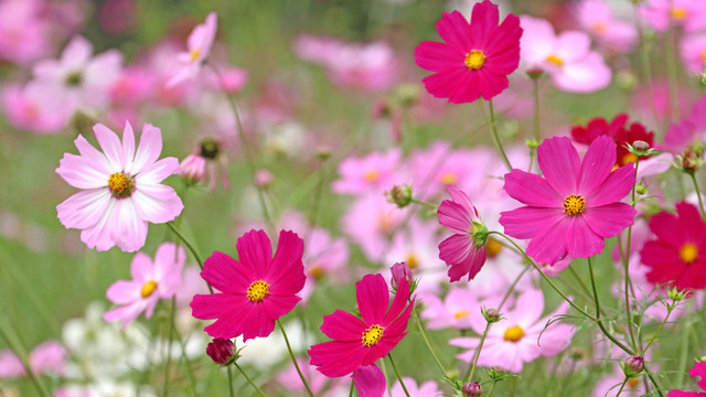 コスモス 秋桜 の花言葉 色別の意味 由来 誕生花 Antenna アンテナ