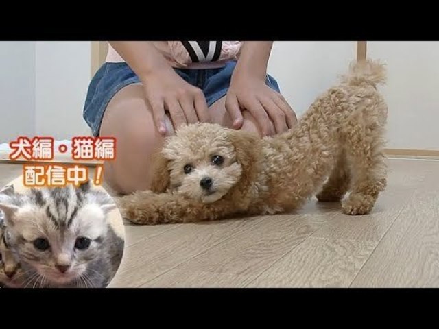 どうぶつピース かわいい大図鑑 犬編 69 1週間で 待て を覚える Antenna アンテナ