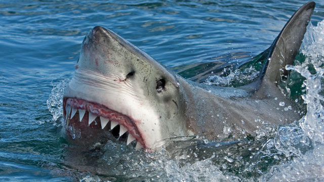 サメ竜巻映画第4作 シャークネード フォースの覚醒 の放送が決定 Antenna アンテナ