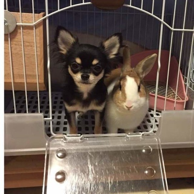 猫 ハムスター ウサギ 犬との 相性 って 正直どうなの Antenna アンテナ